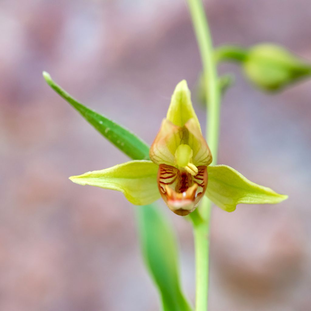 Epipactis gigantea - Wespenorchis
