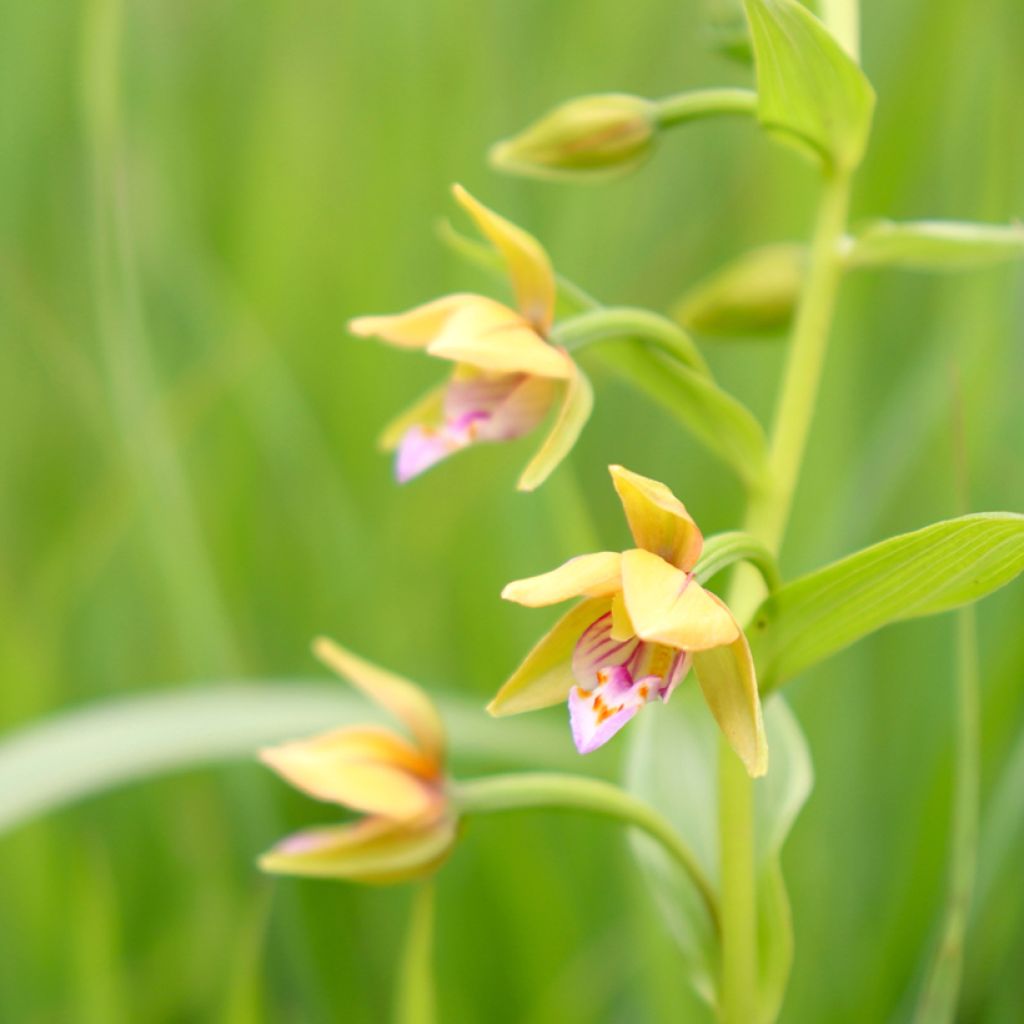Epipactis thunbergii Yellow - Wespenorchis