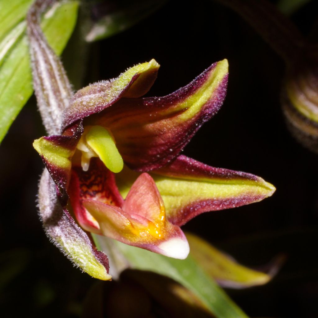 Epipactis veratrifolia - Wespenorchis