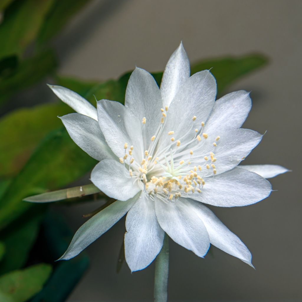 Epiphyllum anguliger - Zaagcactus