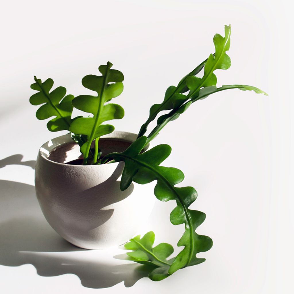 Epiphyllum anguliger - Zaagcactus