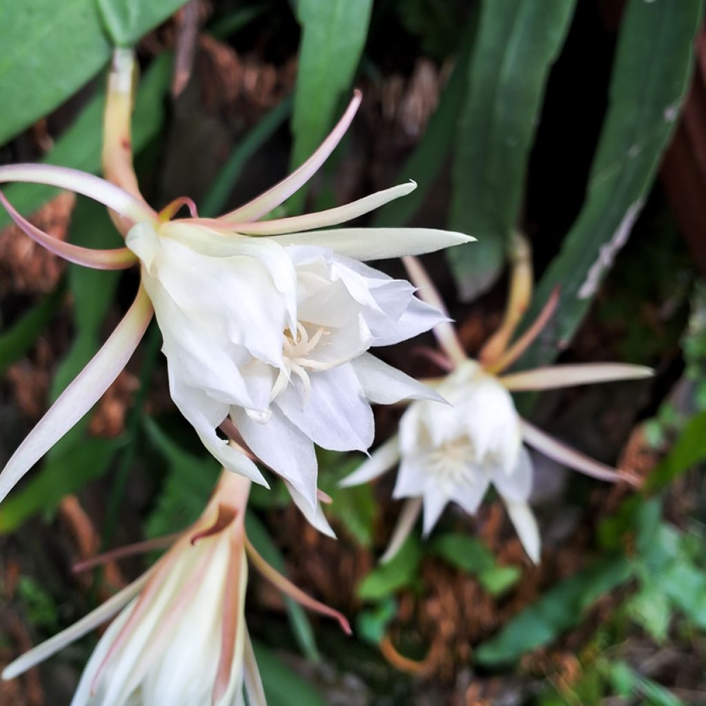 Epiphyllum anguliger - Zaagcactus