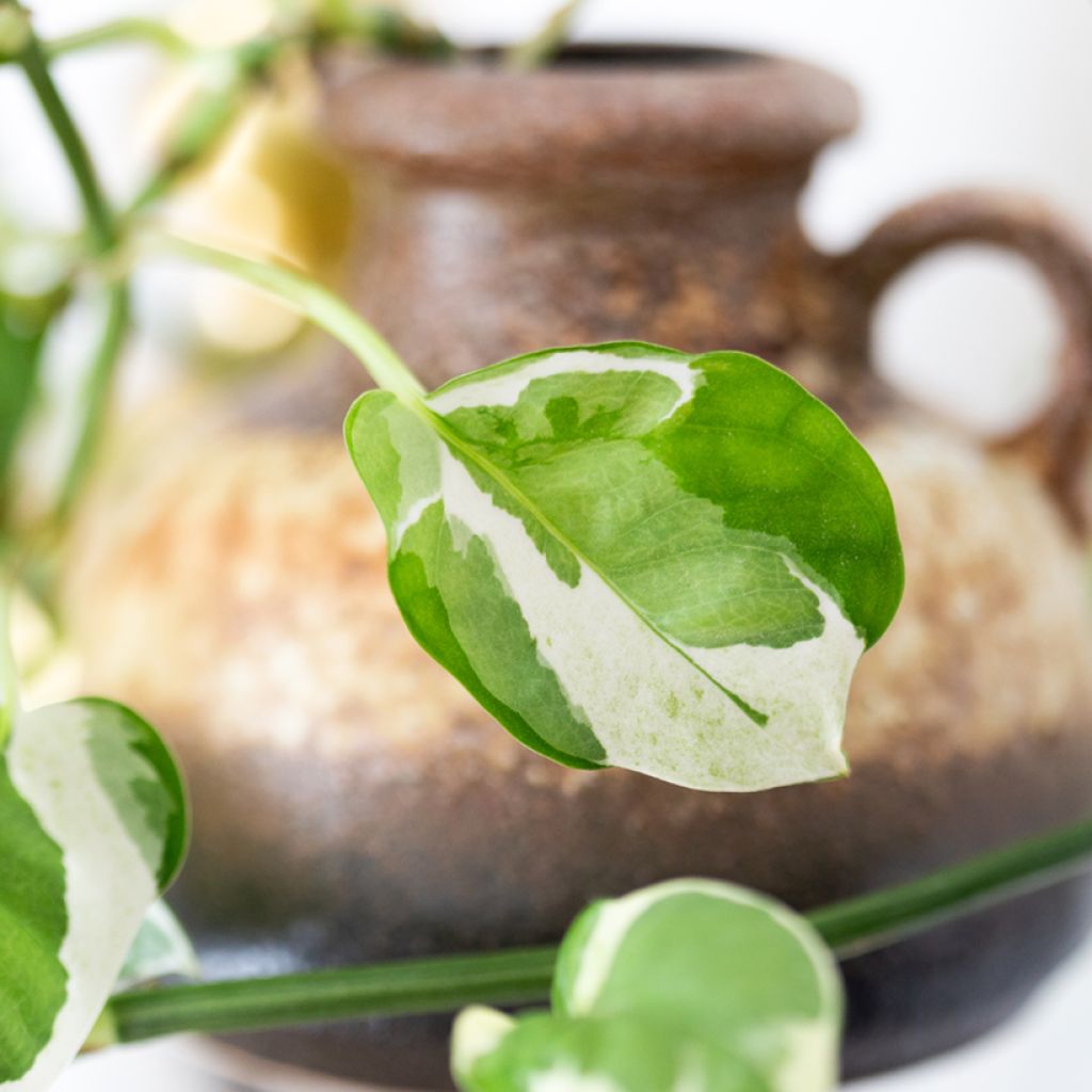 Pothos N'joy - Epipremnum