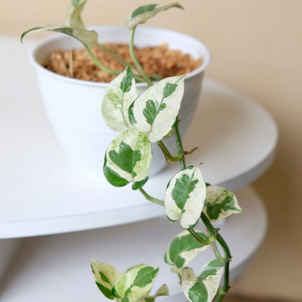 Pothos N'joy - Epipremnum