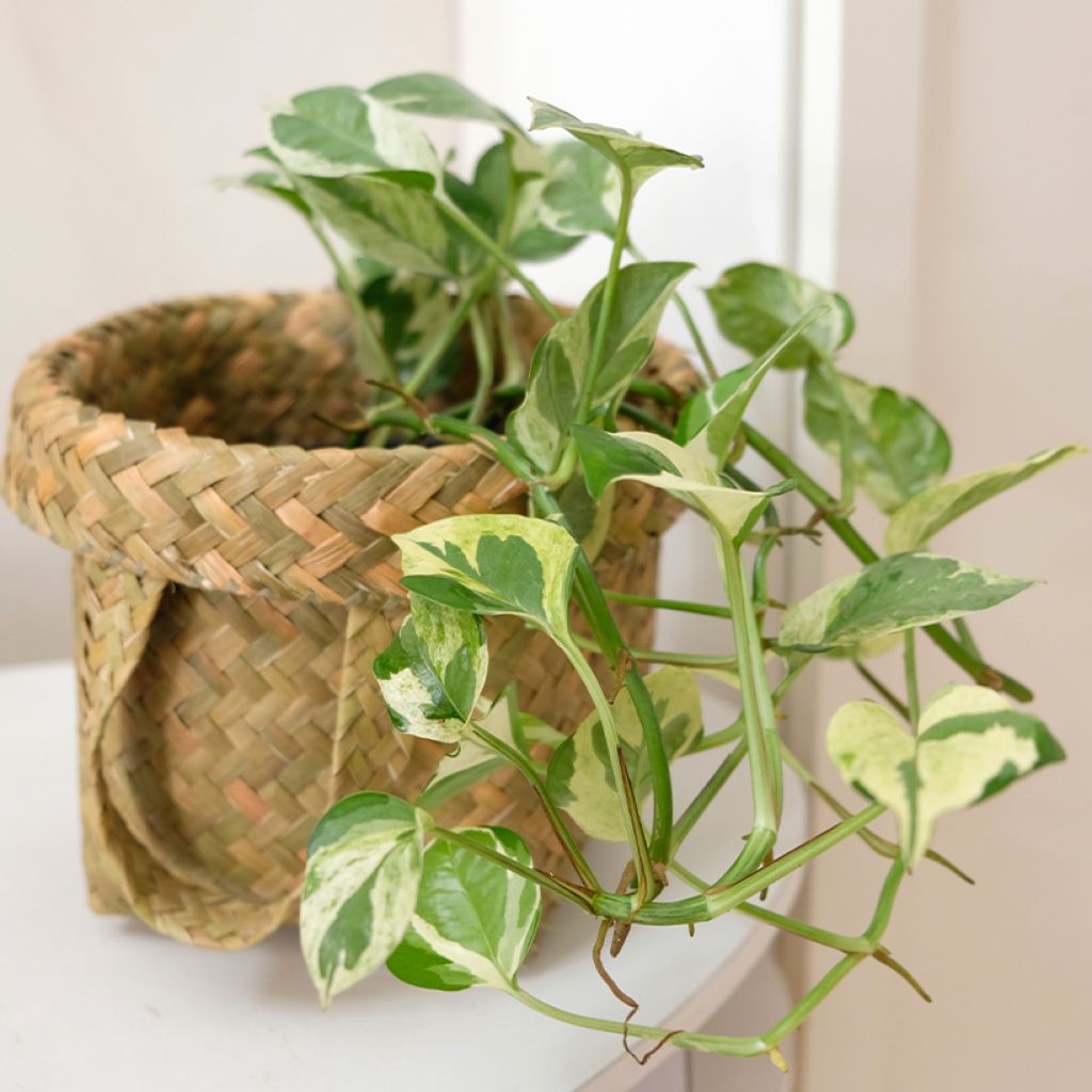 Pothos N'joy - Epipremnum