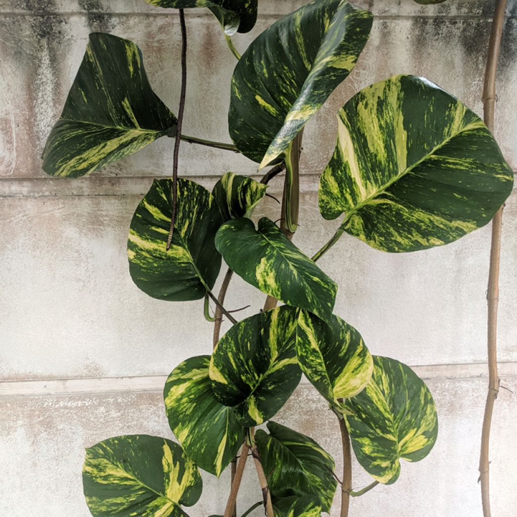 Pothos - Epipremnum aureum