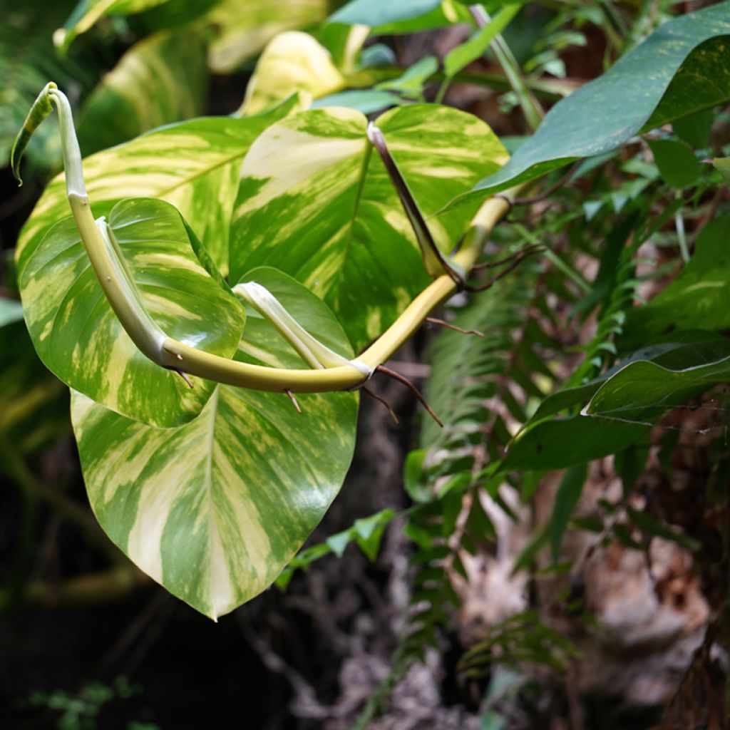 Pothos Marble Queen - Epipremnum aureum