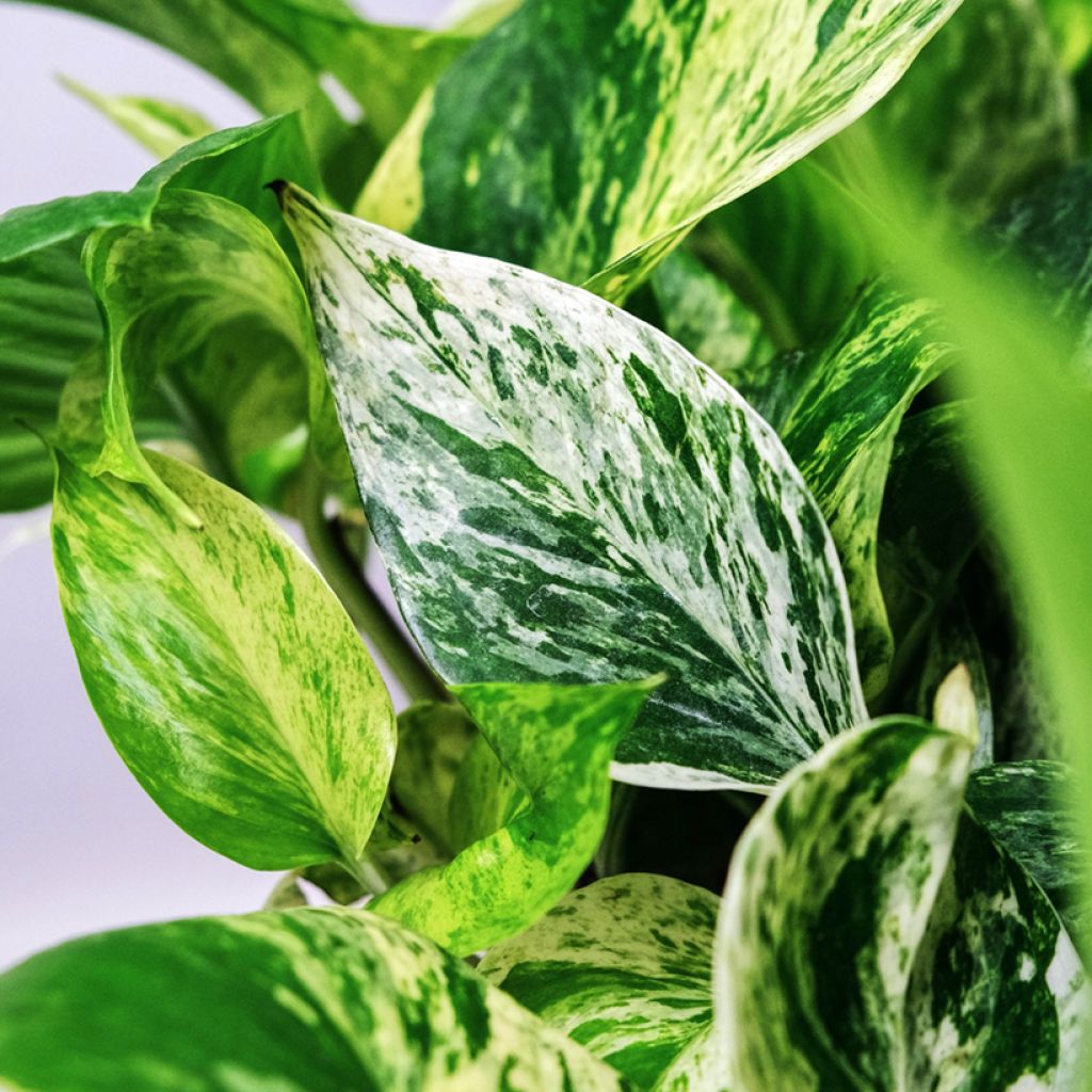 Pothos Marble Queen - Epipremnum aureum