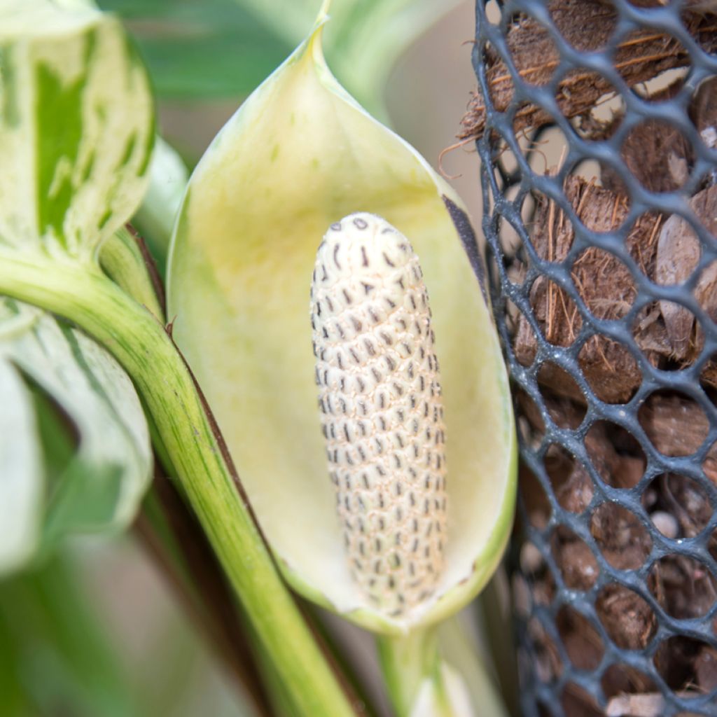 Pothos Marble Queen - Epipremnum aureum