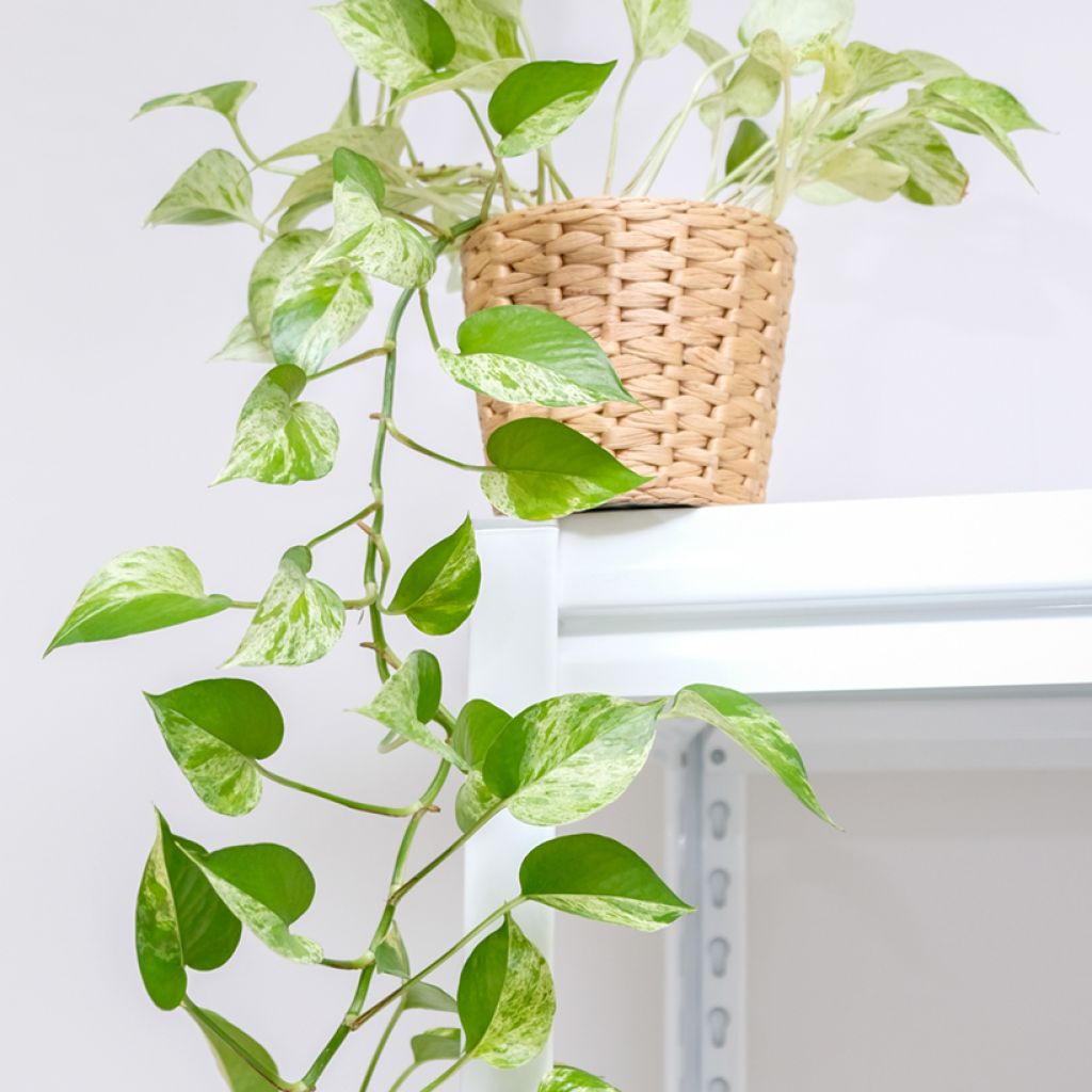 Pothos Marble Queen - Epipremnum aureum