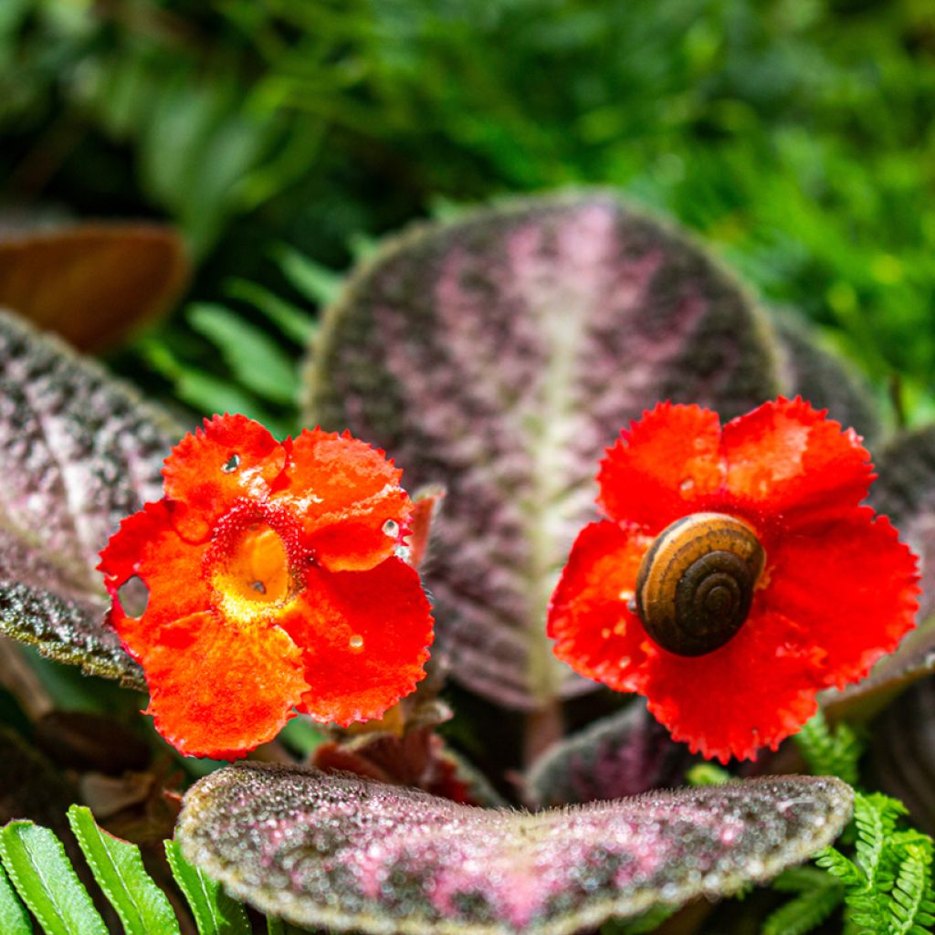 Episcia Malayan Gem - Vlamviolet