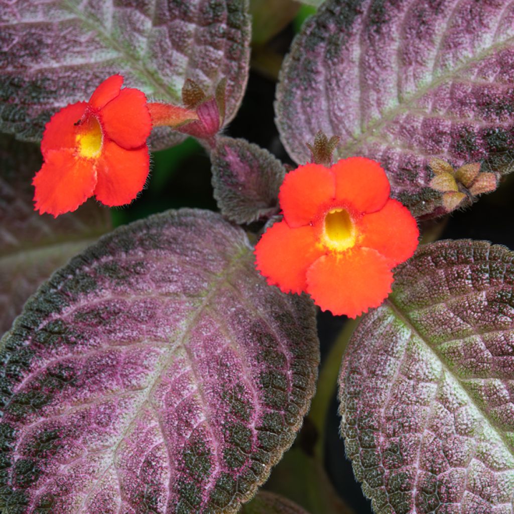 Episcia Malayan Gem - Vlamviolet