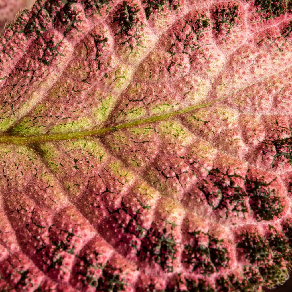Episcia Pink Acajou - Vlamviolet