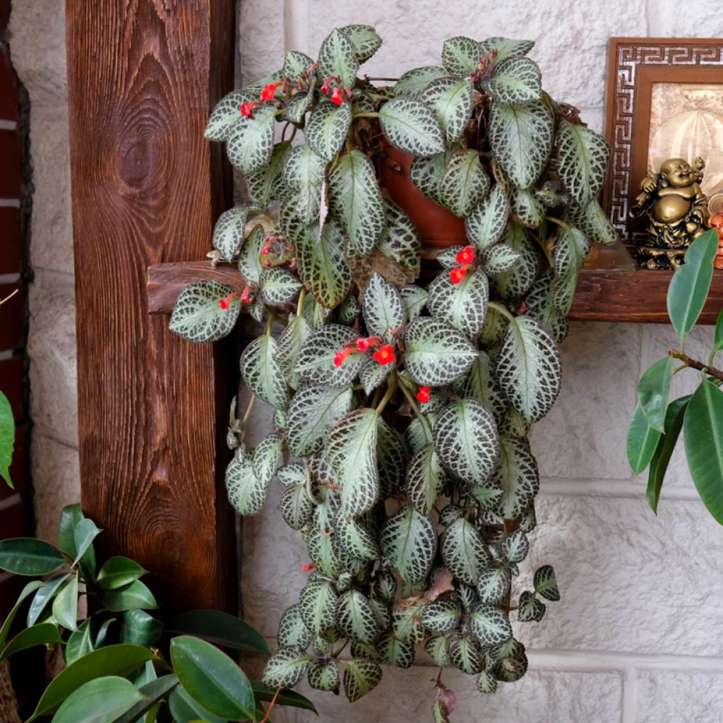 Episcia Silver Shield - Vlamviolet