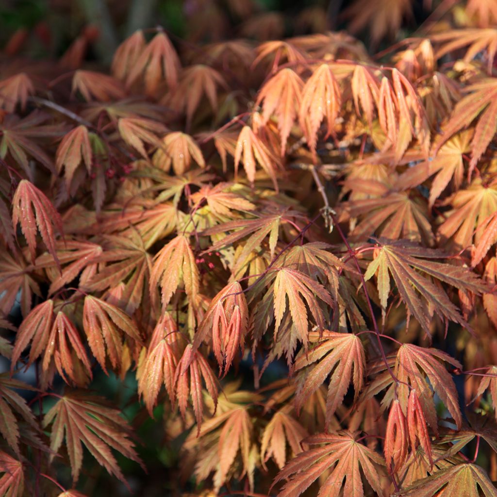 Acer palmatum Ariadne - Japanse esdoorn