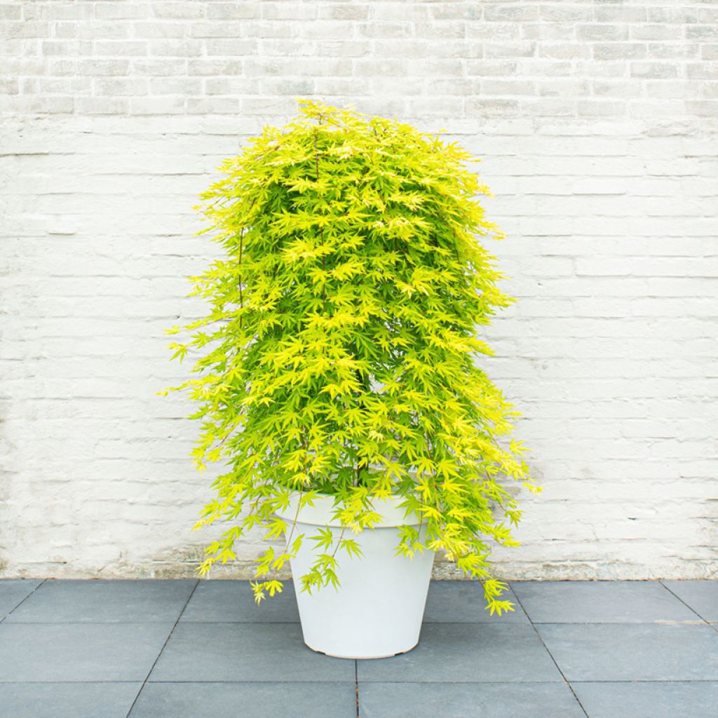 Acer palmatum Cascade Citrine - Japanse esdoorn