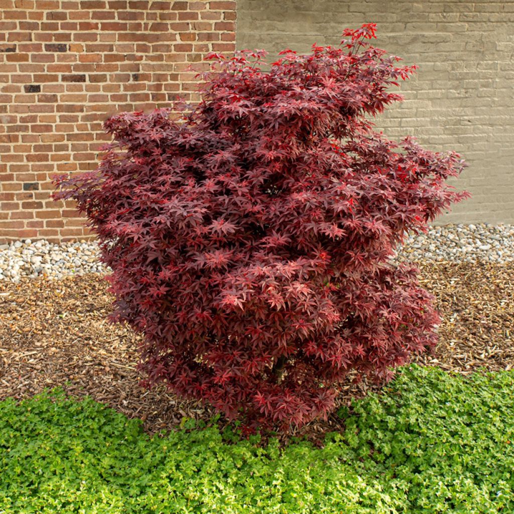 Acer palmatum Little Red - Japanse esdoorn