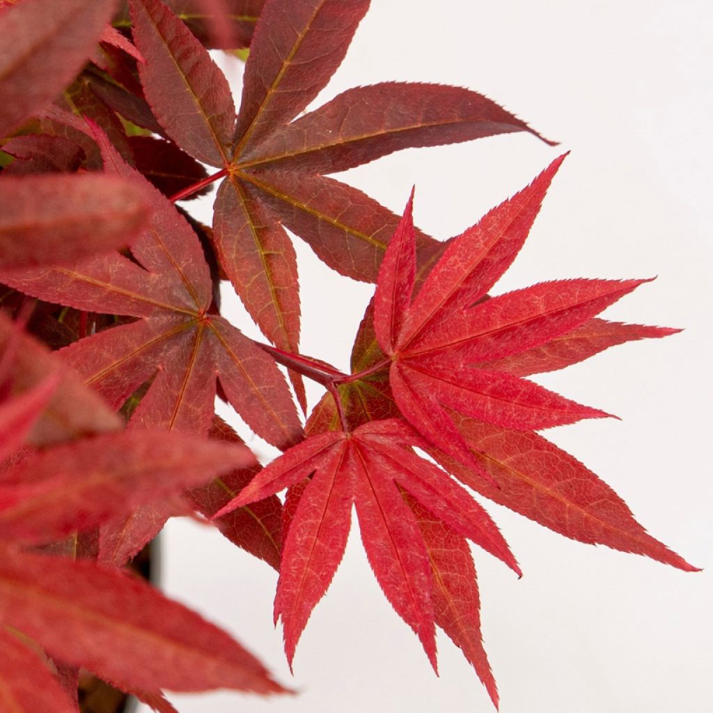 Acer palmatum Little Red - Japanse esdoorn