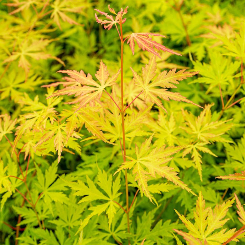 Acer palmatum Orange Lace - Japanse esdoorn