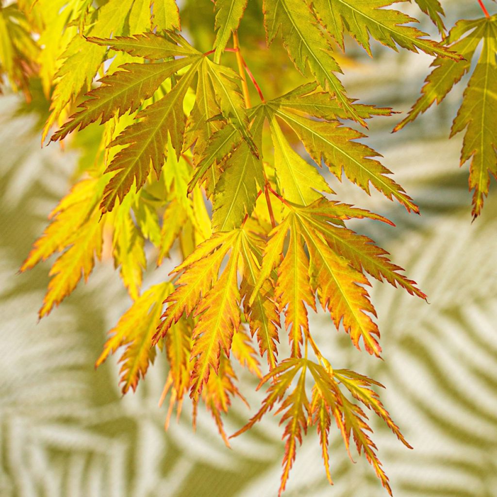 Acer palmatum Orange Lace - Japanse esdoorn