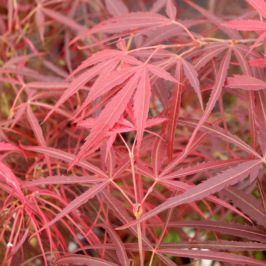 Acer palmatum Red Pygmy - Japanse esdoorn
