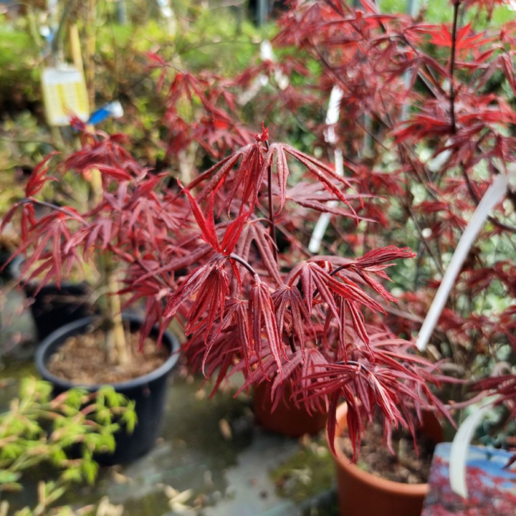 Acer palmatum Skeeters Broom - Japanse esdoorn
