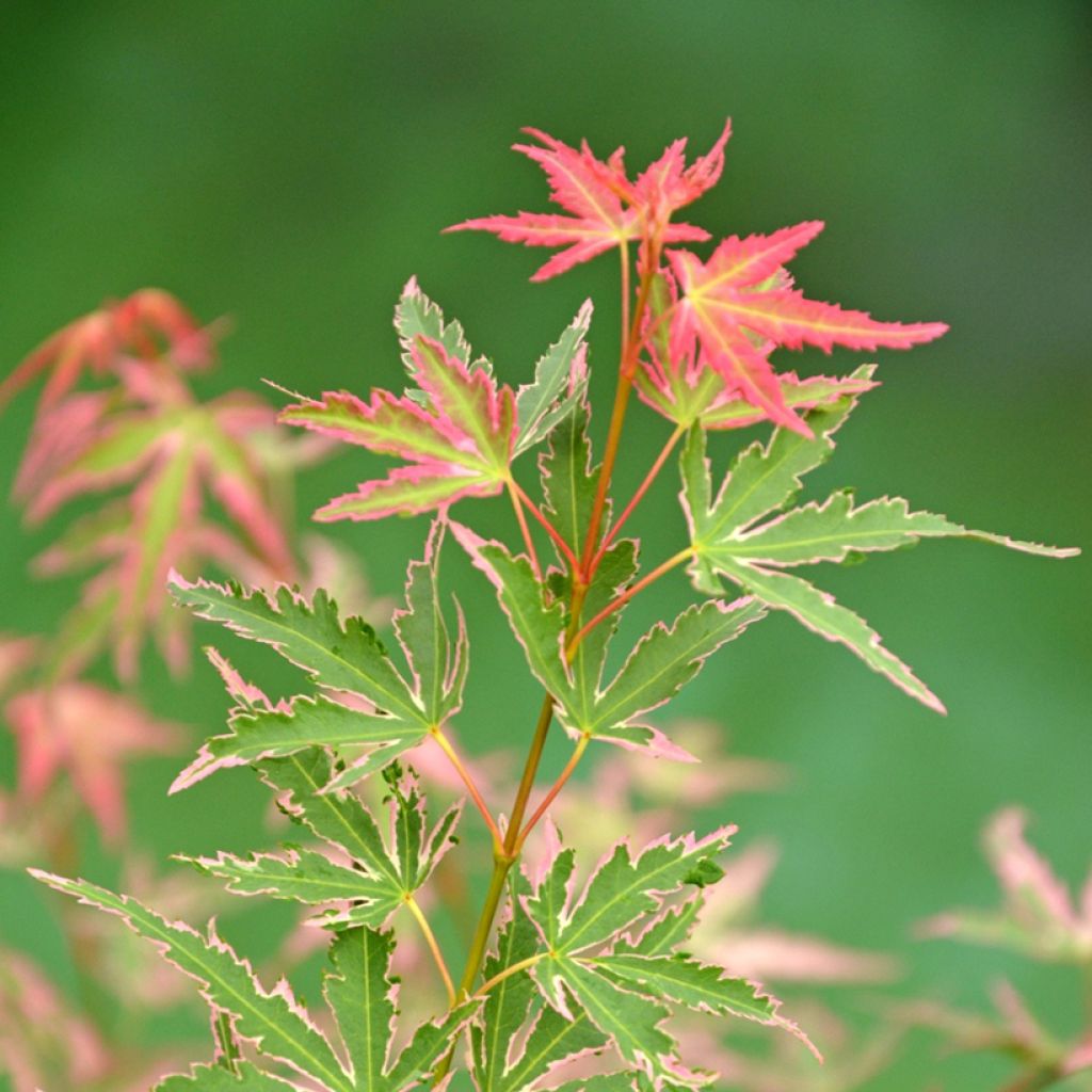 Acer palmatum Taylor - Japanse esdoorn