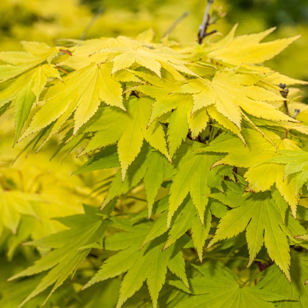 Acer shirasawanum Jordan - Japanse esdoorn