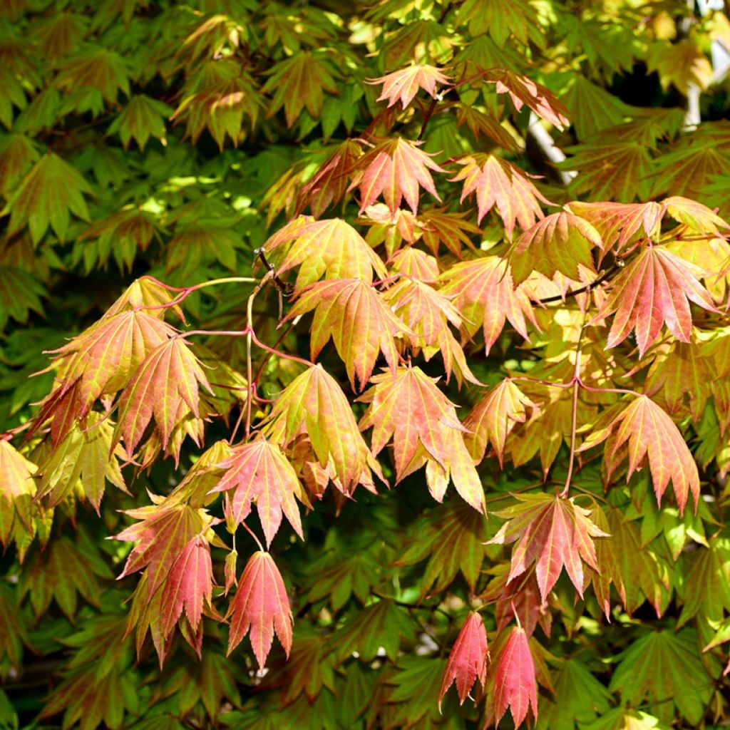Acer shirasawanum Moonrise - Japanse esdoorn