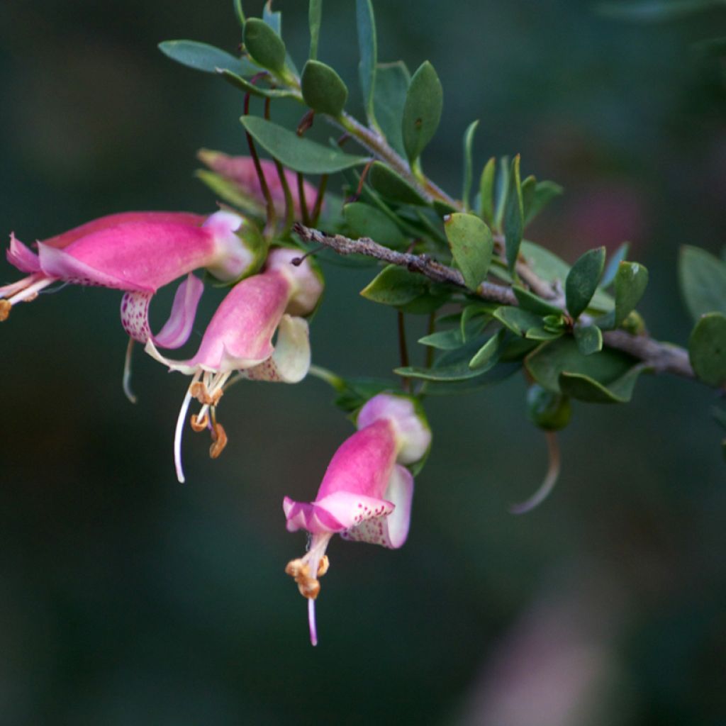 Eremophila maculata - Emustruik