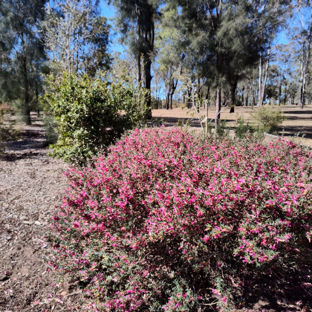 Eremophila maculata - Emustruik