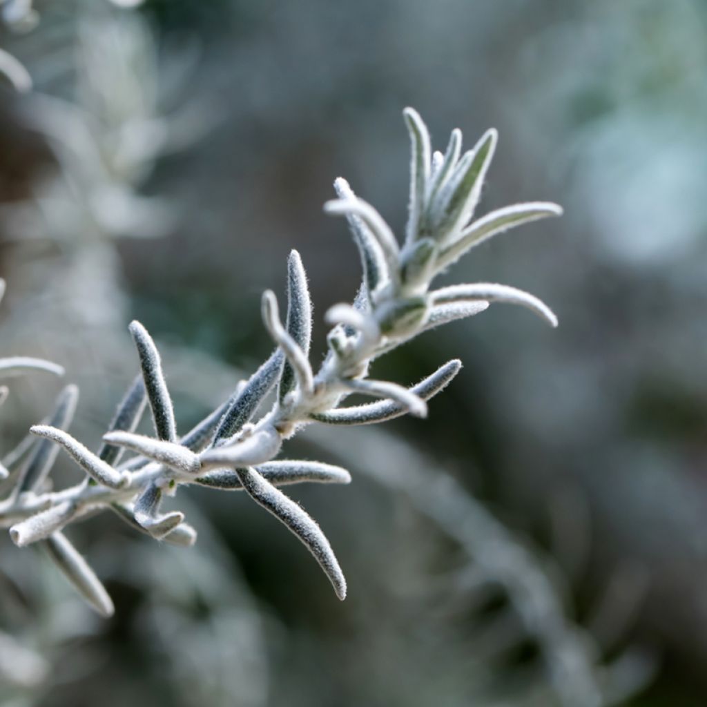 Eremophila nivea - Zijden emoe-bos