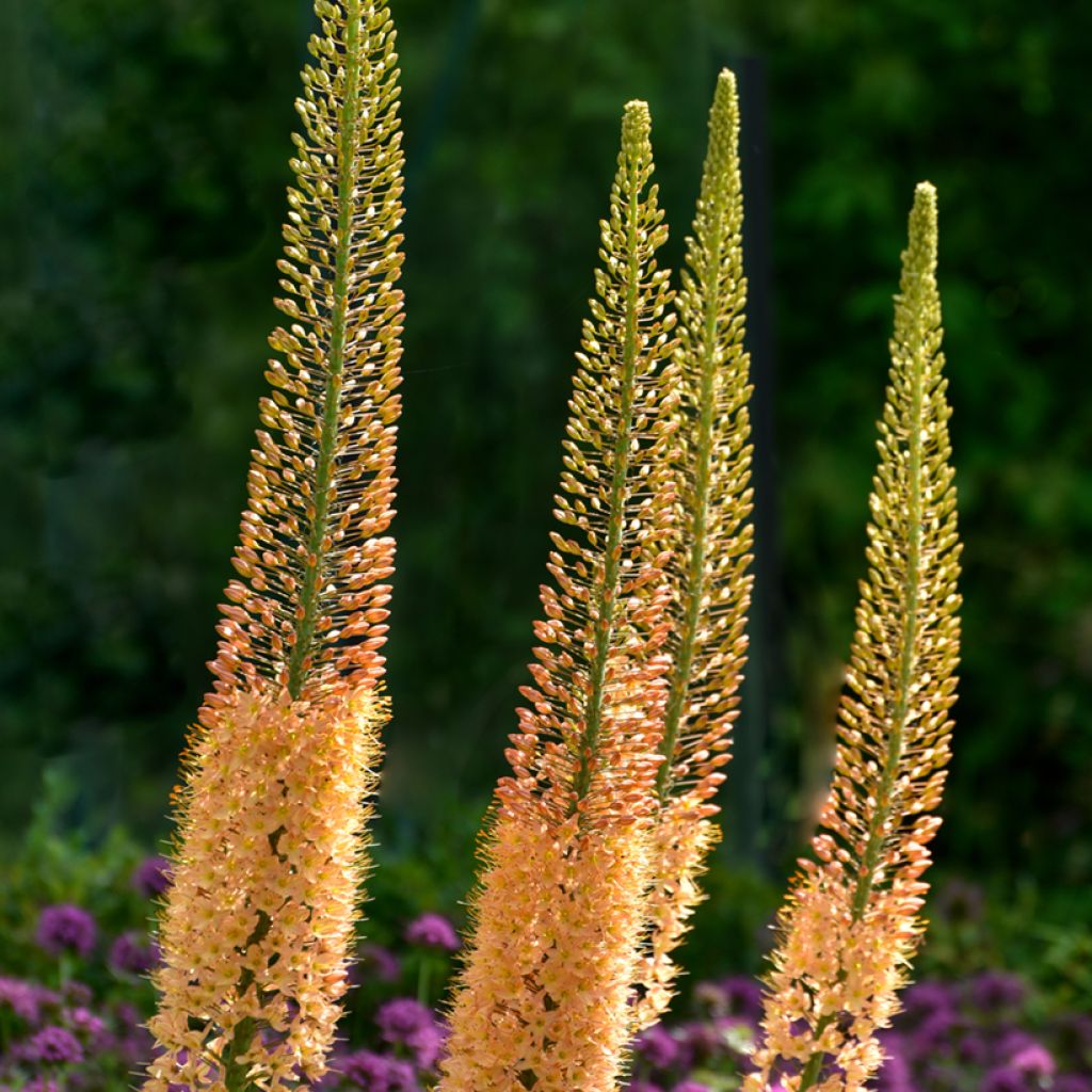 Eremurus stenophyllus Moneymaker - Steppenlelie