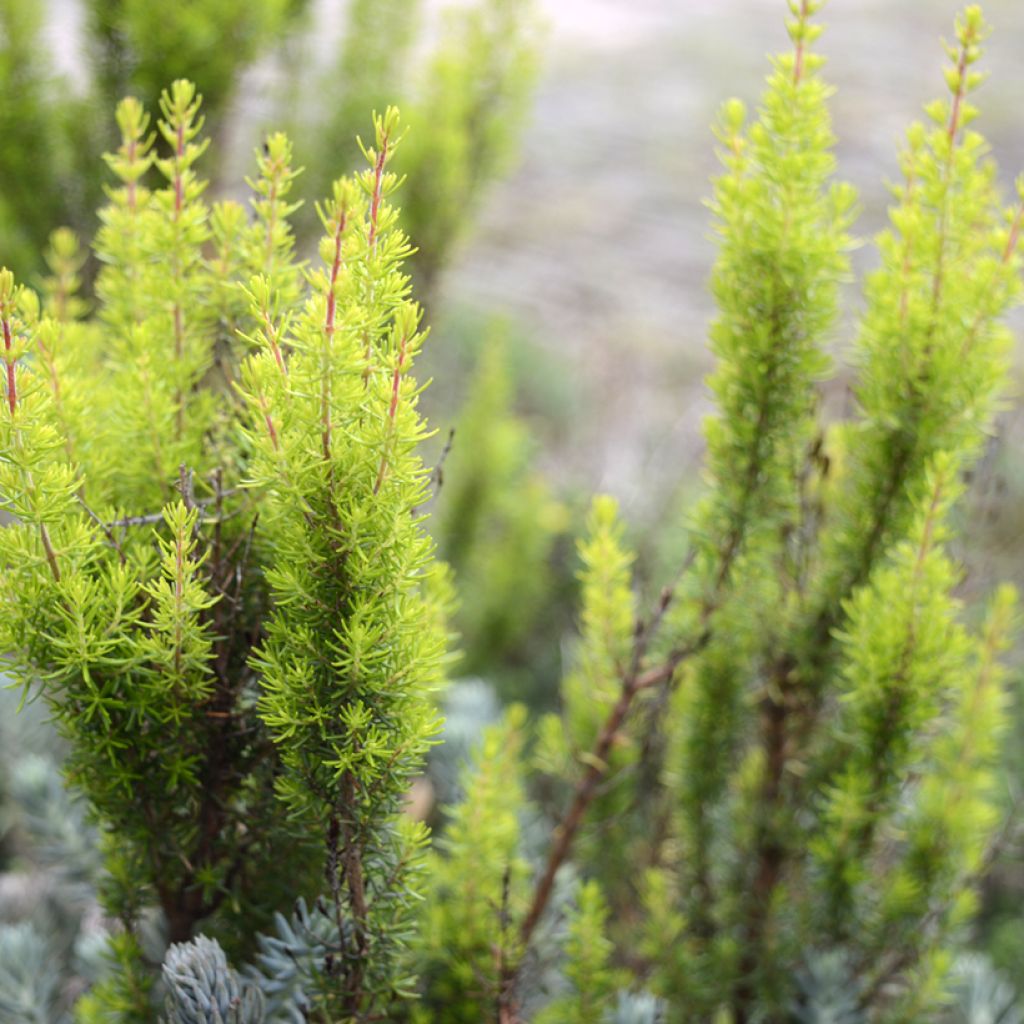 Erica arborea Alberts Gold - Boomheide