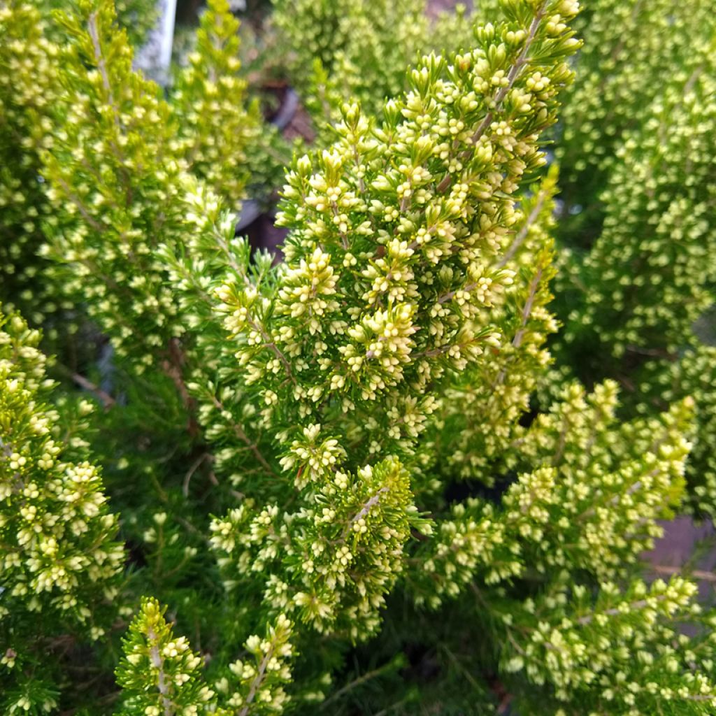 Erica arborea Estrella Gold - Boomheide