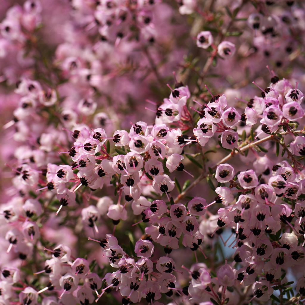 Erica canaliculata - Boomheide