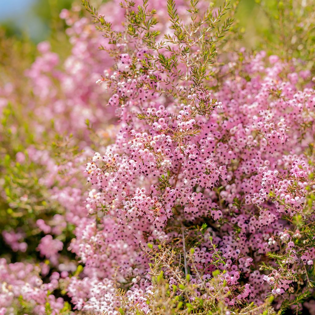 Erica canaliculata - Boomheide