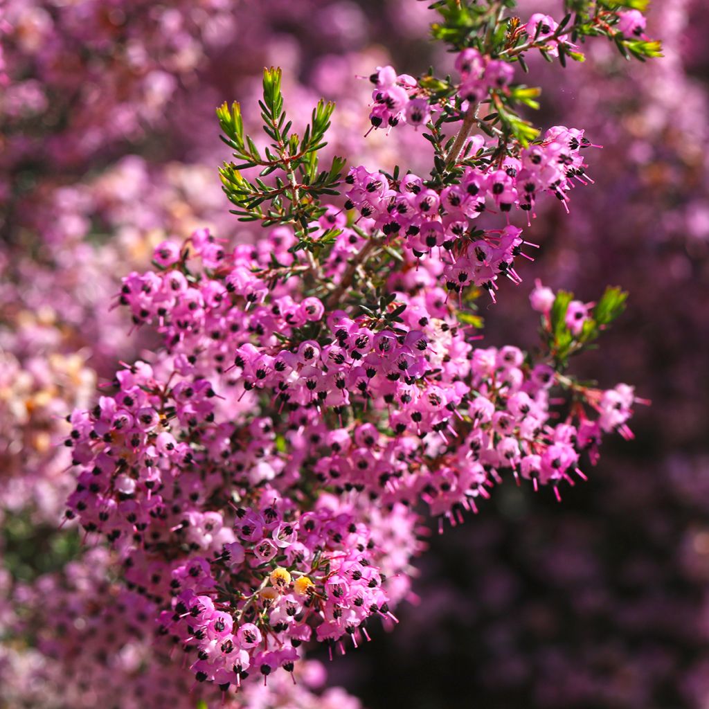 Erica canaliculata - Boomheide