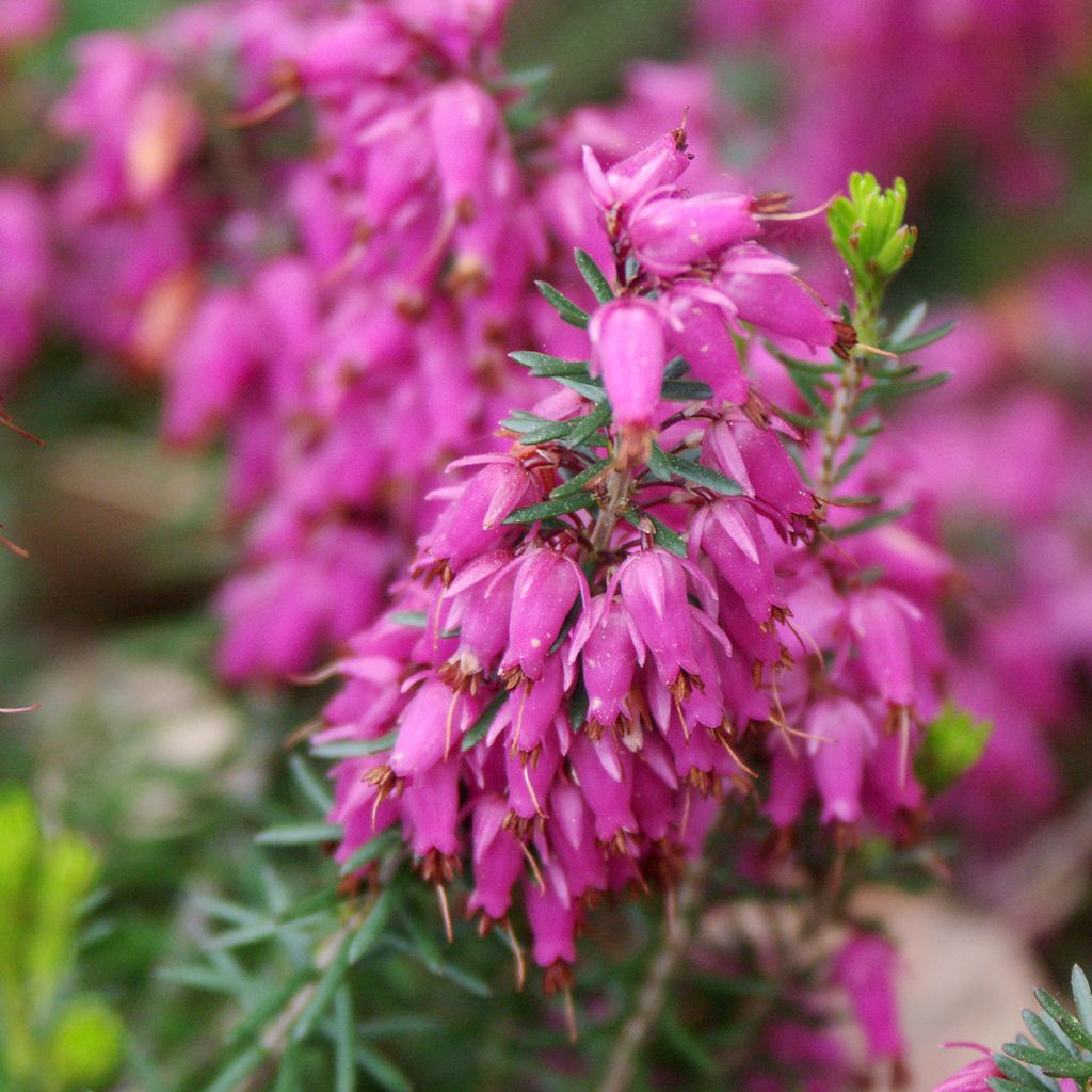 Erica carnea Ruby Glow - Winterheide