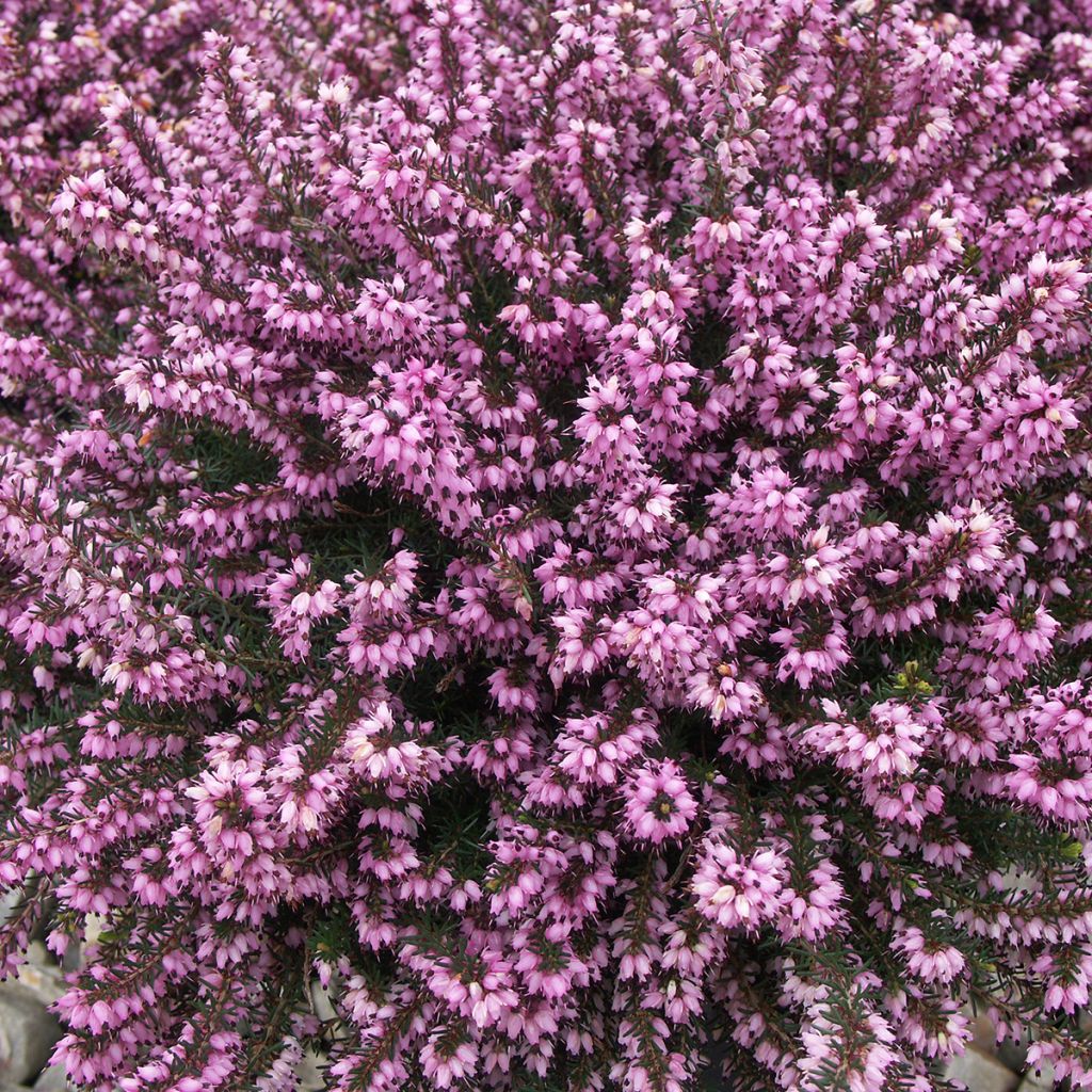 Erica carnea Ruby Glow - Winterheide