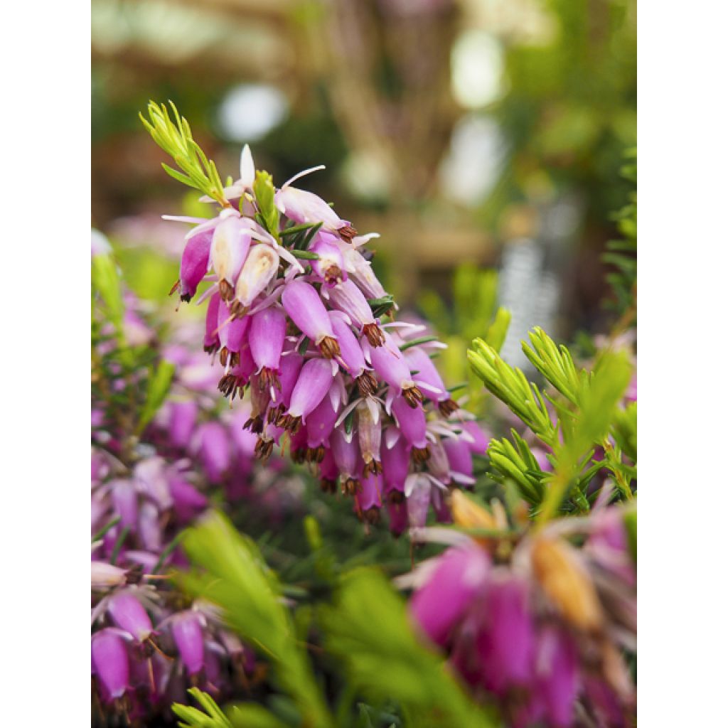 Bruyère des neiges - Erica carnea Springwood Pink
