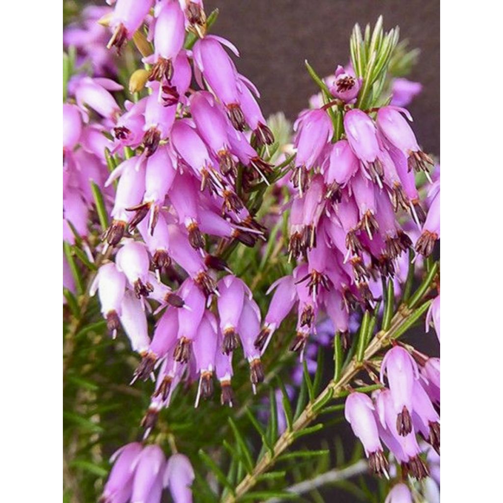 Bruyère des neiges - Erica carnea Springwood Pink