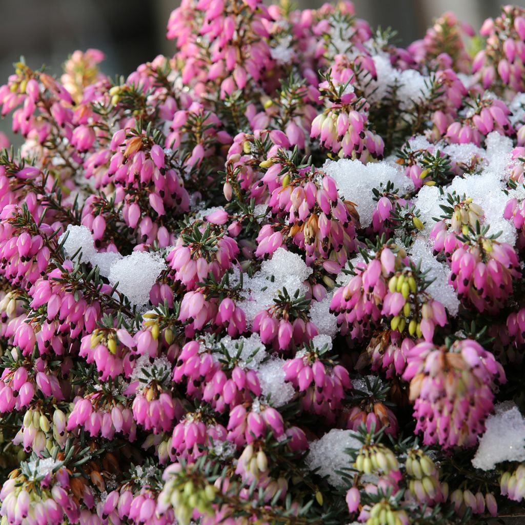 Erica carnea Winterfreude - Winterheide