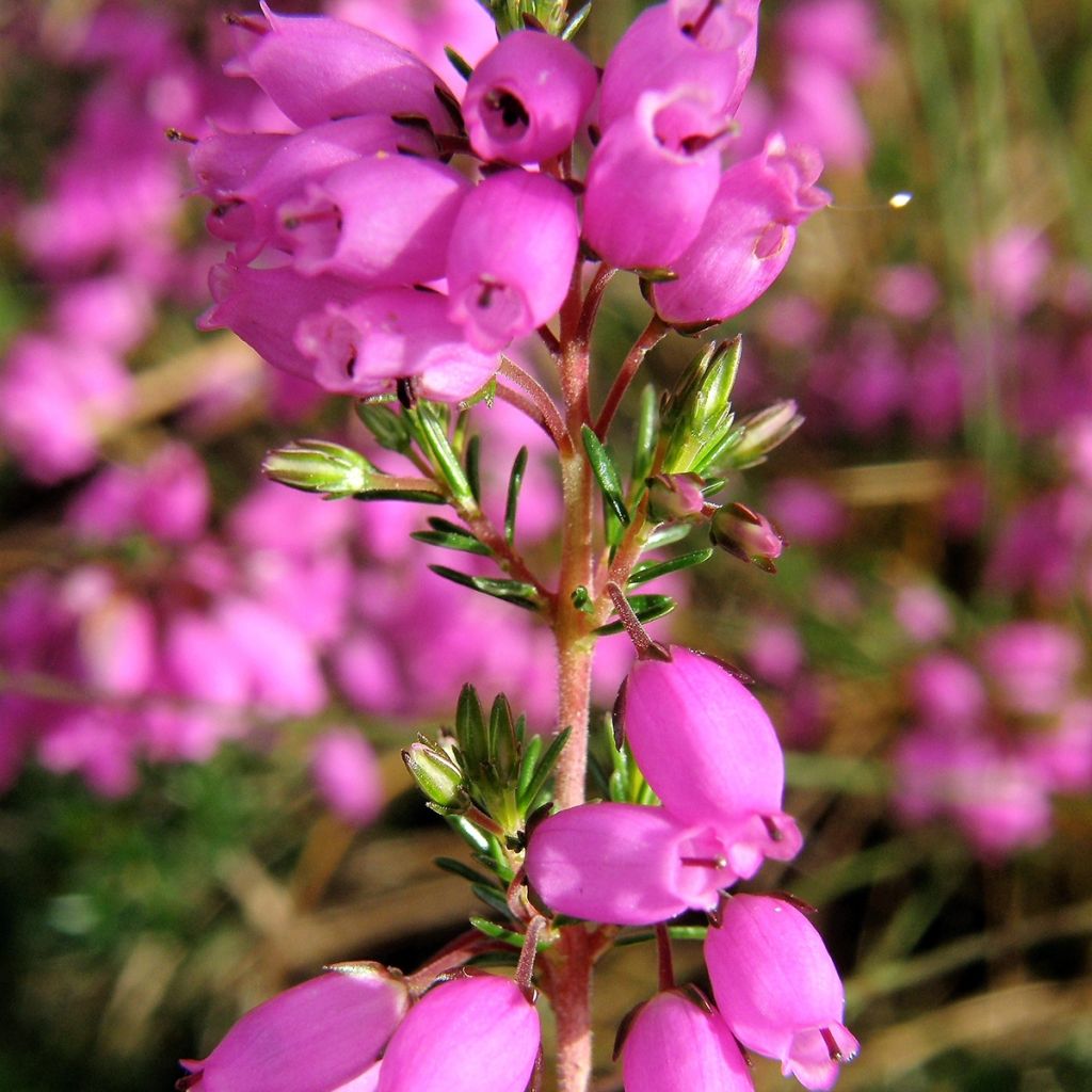 Erica cinerea - Dopheide
