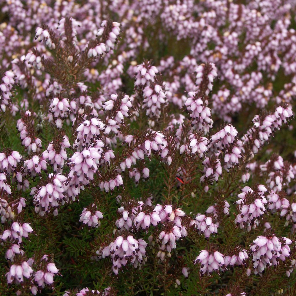 Erica darleyensis Aurélie Bregeon - Winterheide