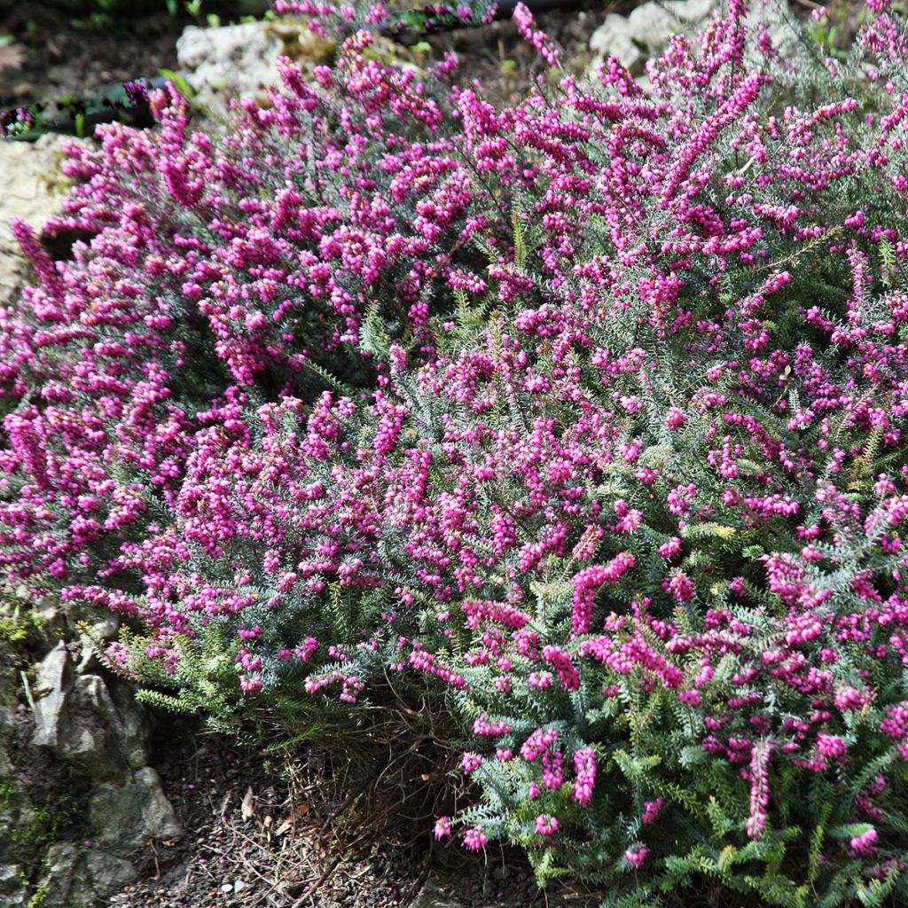 Erica darleyensis Darley Dale - Winterheide