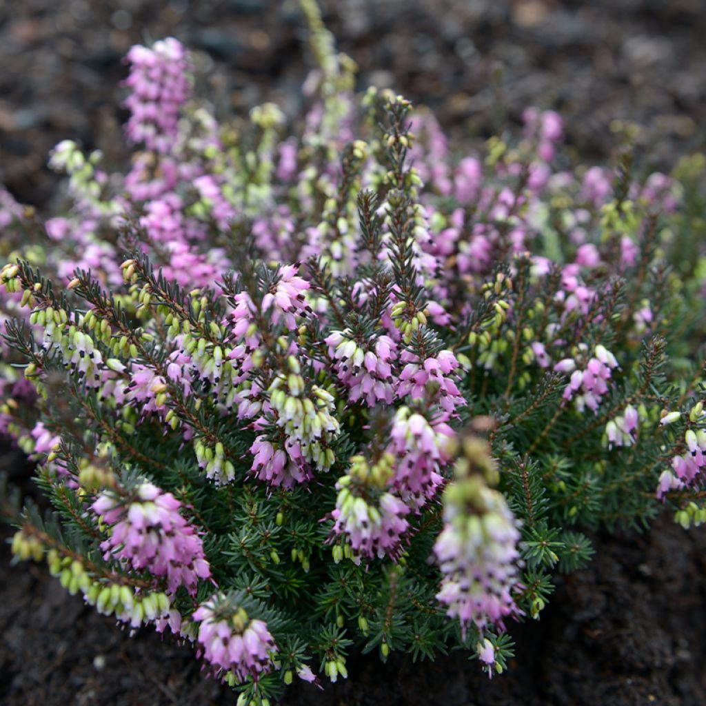 Erica darleyensis Lea - Winterheide