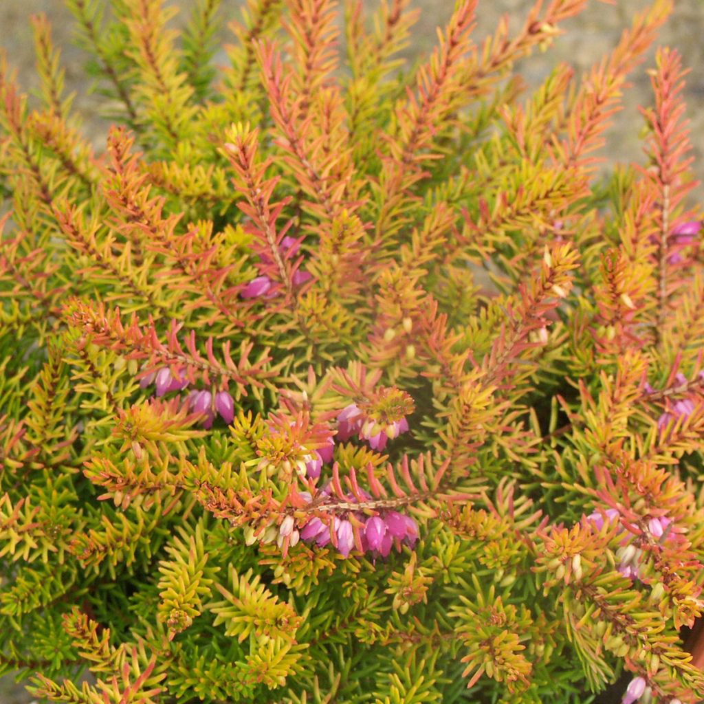Erica darleyensis Marie Helen - Winterheide