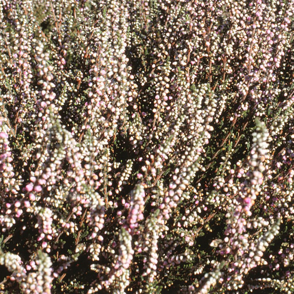 Erica darleyensis White Glow - Winterheide