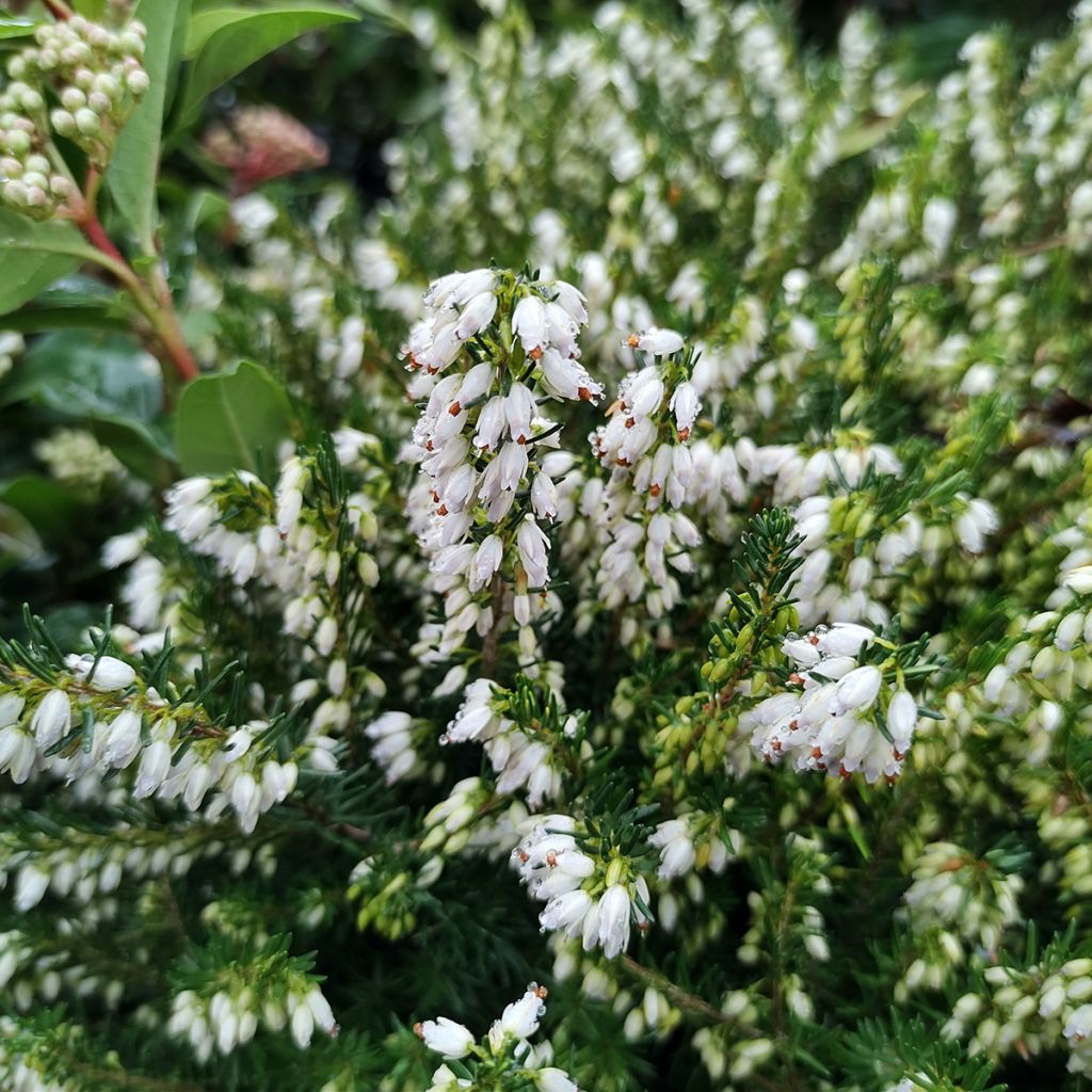 Erica darleyensis White Perfection - Winterheide wit